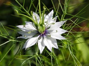 nigelle