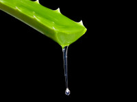 aloe vera goutte