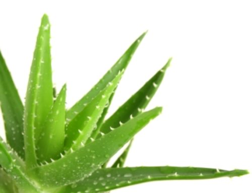 Les Vertus de l’Aloe Vera sont Incroyables, Faites en profiter votre Peau !