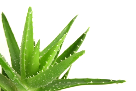 L'Aloe Vera, des Bénéfices Incroyables