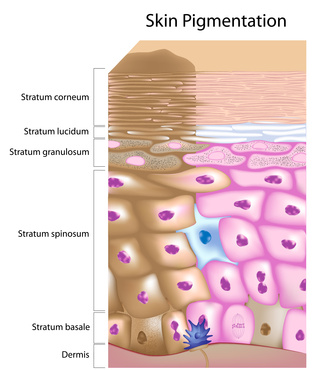 Pigmentation de la peau