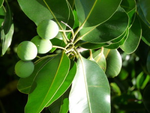 Calophylle inophylle