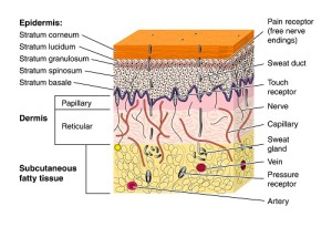 peau schema3