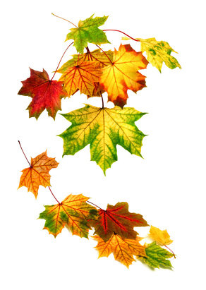 Taches Brunes sur les feuilles