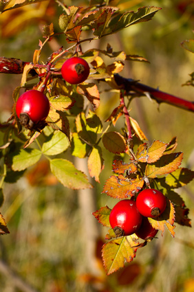 Une branche de Rosier Muscat