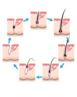 Cycle du cheveu