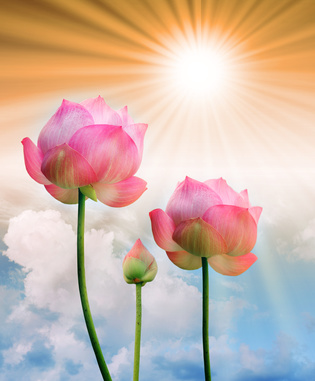 plantes et soleil