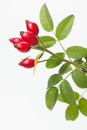 Baie d'Eglantier(Rosa canina)
