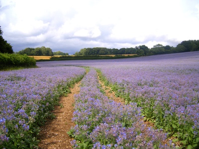 Champ de Bourrache