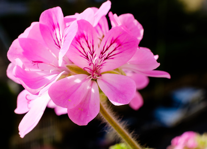 Fleurs roses du Geranium Rosat