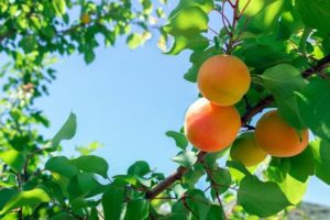 Branches d'un abricotier sur ciel bleu avec abricots