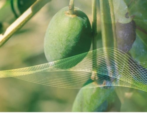 Le Secret anti-vieillissement des Plantes méditerranéennes !