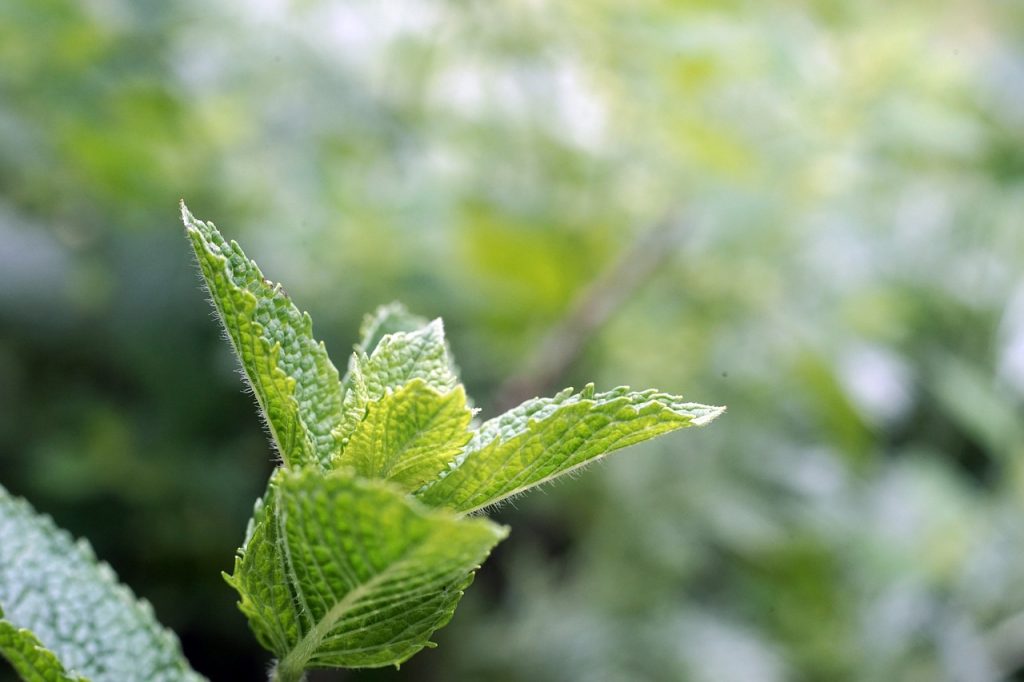 feuilles de menthe poivrée