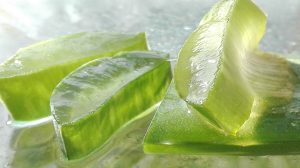 feuille d'aloe vera