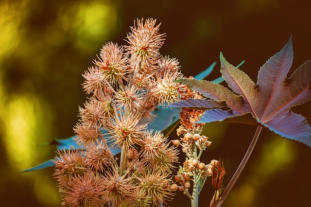 plante_ricin_huile