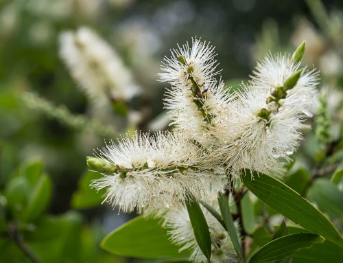 Huile essentielle de Niaouli : découvrez ses bienfaits pour votre peau !