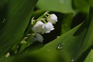 Muguet