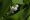 muguet