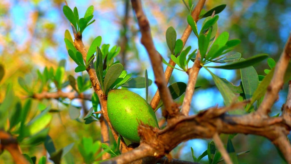 Fruit de l'arganier