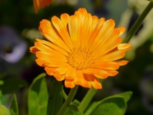 fleur de calendula, souci