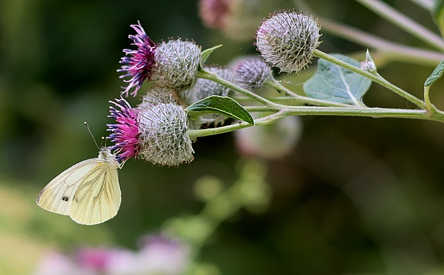 plante de bardane