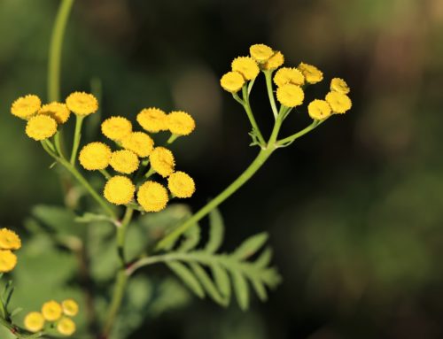 L’hydrolat d’Hélichryse Italienne : soin apaisant et tonifiant pour les peaux fragilisées, réactives ou matures.