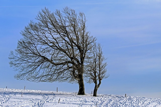 arbre dans un paysage enneigé